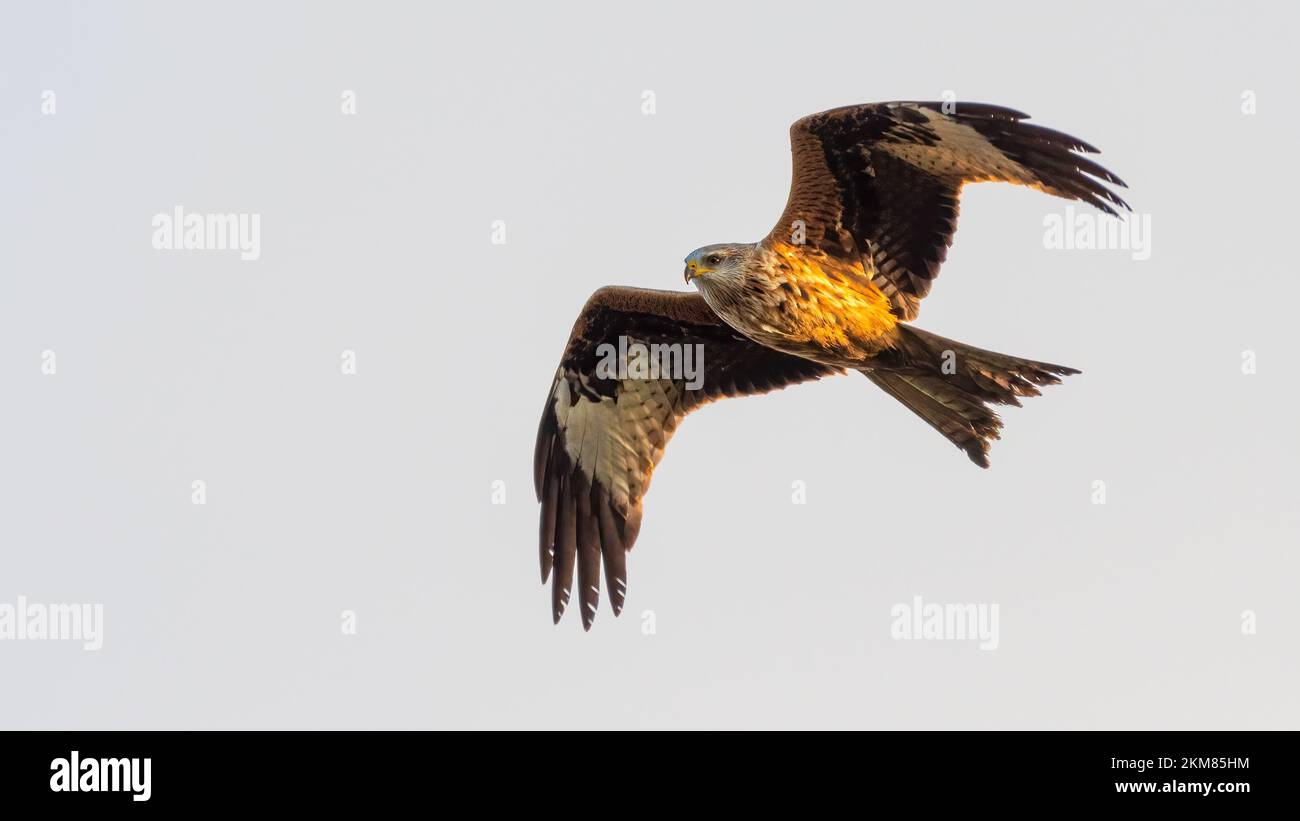 Aquilone rosso (Milvus milvus) che sorvola la campagna del Norfolk, Regno Unito. Bellissimo rapace britannico. Foto Stock