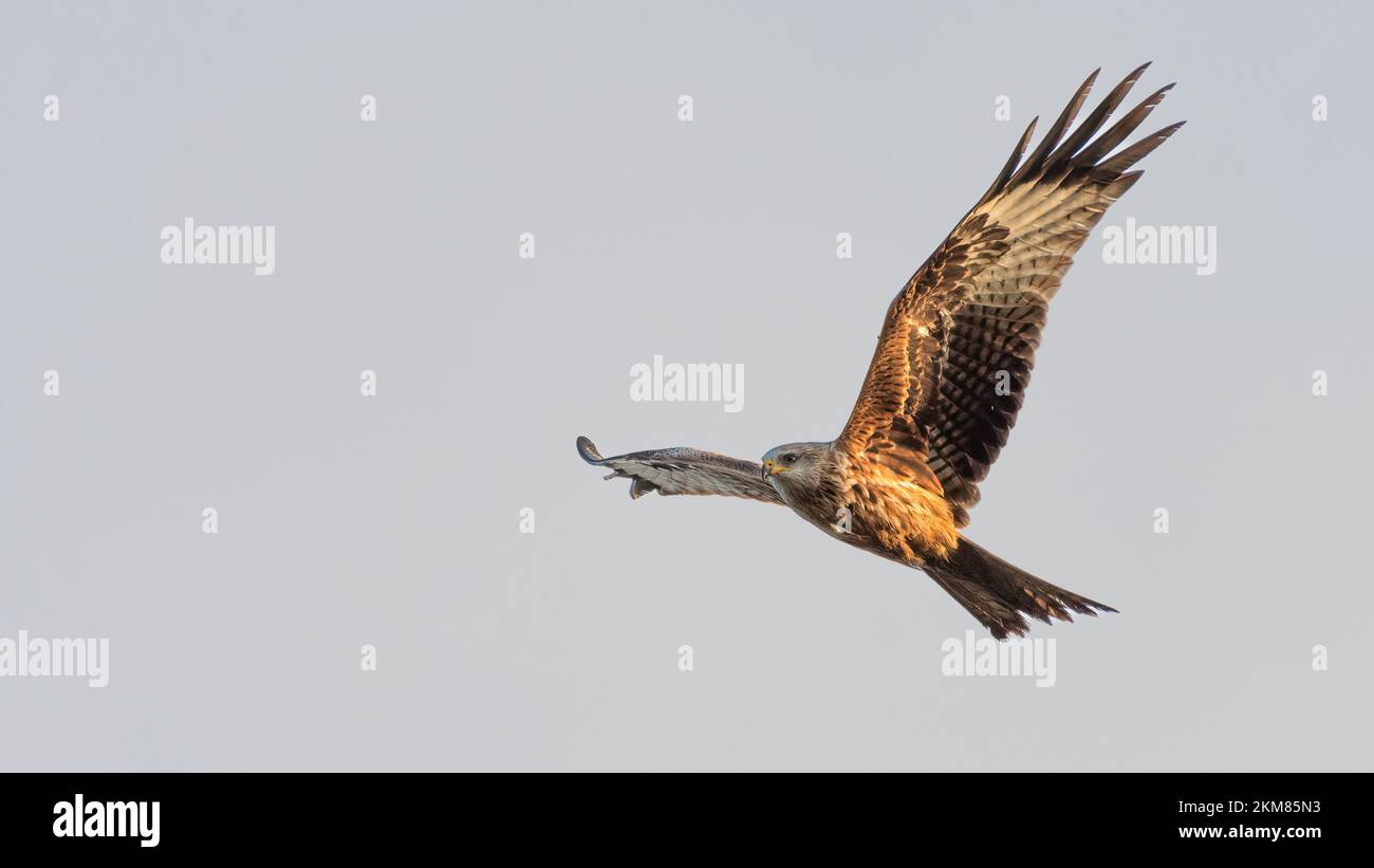 Aquilone rosso (Milvus milvus) che sorvola la campagna del Norfolk, Regno Unito. Bellissimo rapace britannico. Foto Stock