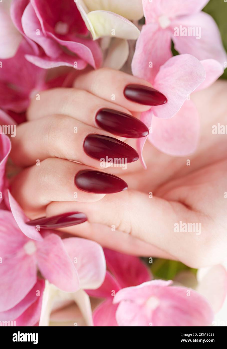 Belle mani di una giovane donna con manicure rosso scuro sulle unghie. Le mani femminili che tengono un fiore di hydrangea Foto Stock