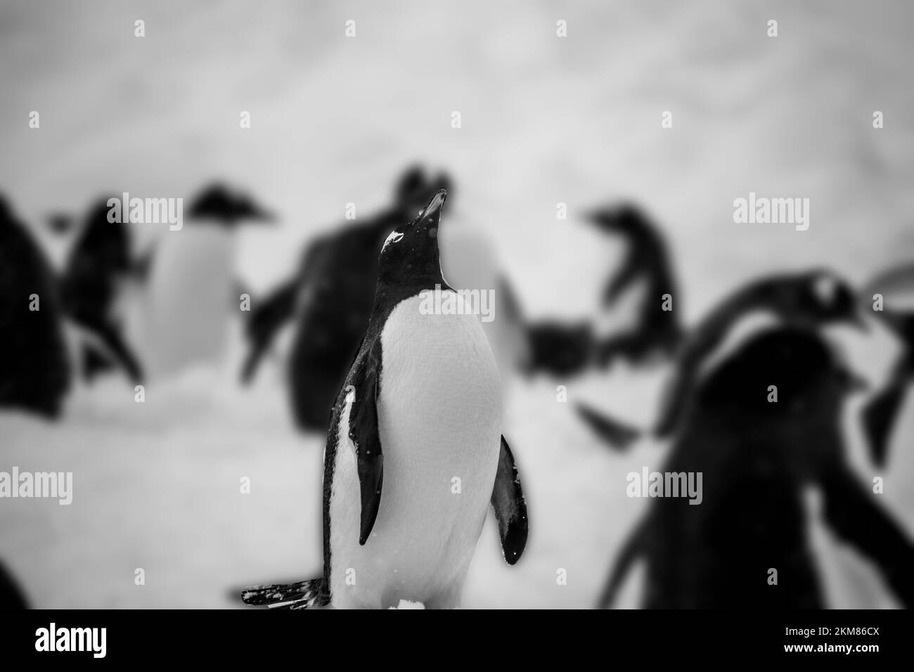 Primo piano su un gruppo di pinguini Gentoo a Neko Harbor, penisola antartica. Foto Stock