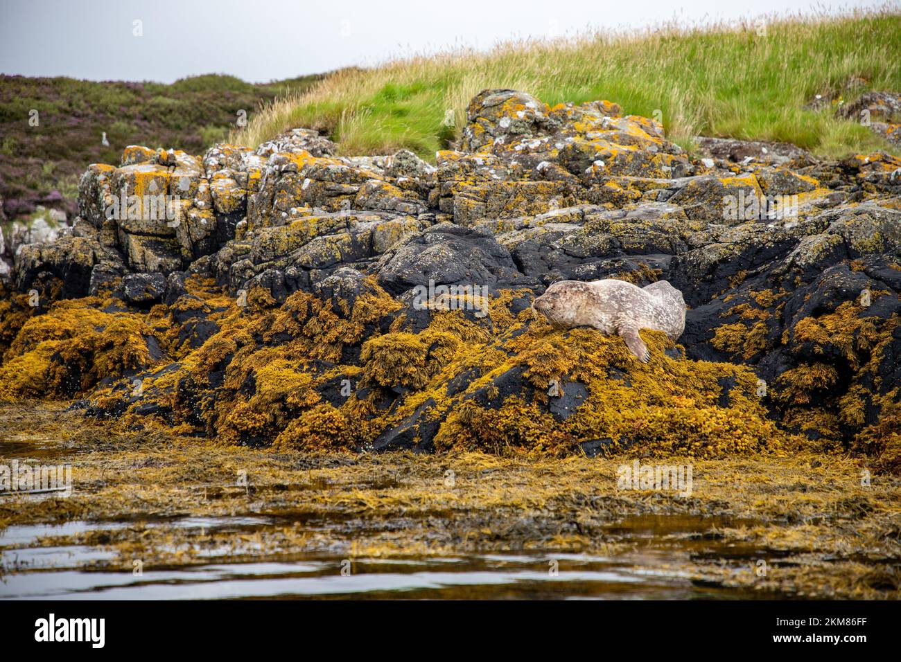 Una foca selvatica (Phoca vitulina) su una roccia sulla riva di un lago in Scozia Foto Stock