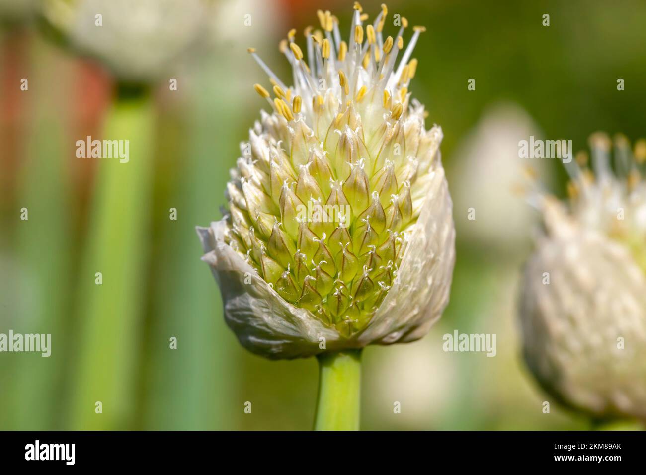 l'aglio fiorisce in estate, ottenendo semi per una nuova raccolta di aglio Foto Stock
