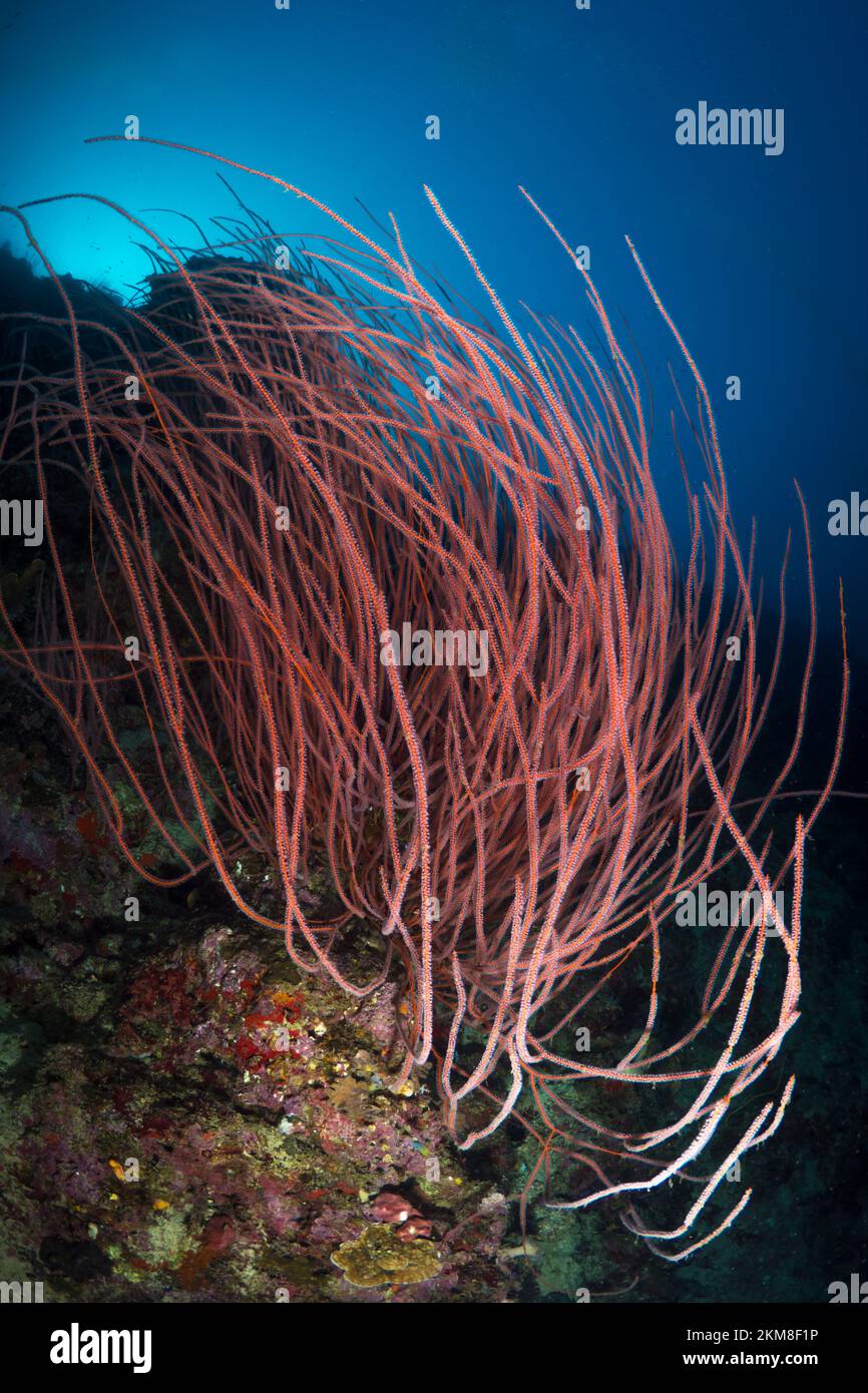 Grande gorgonian Sea fan su una barriera corallina sana Foto Stock