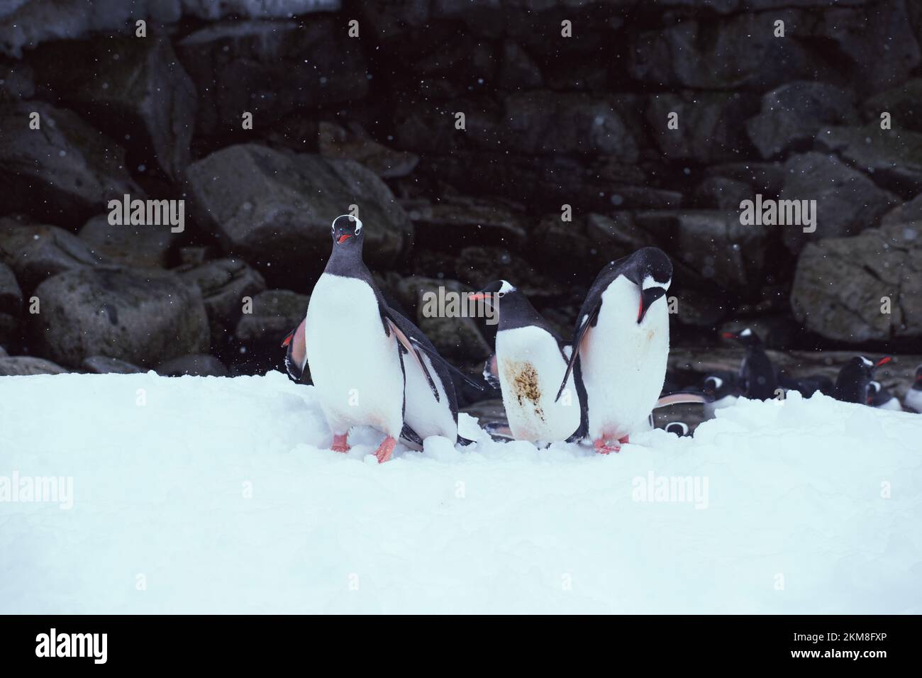 Pinguini Gentoo sull'isola di Petermann innevata in Antartide. Marciando sulla collina innevata con una parete rocciosa sullo sfondo. Foto Stock
