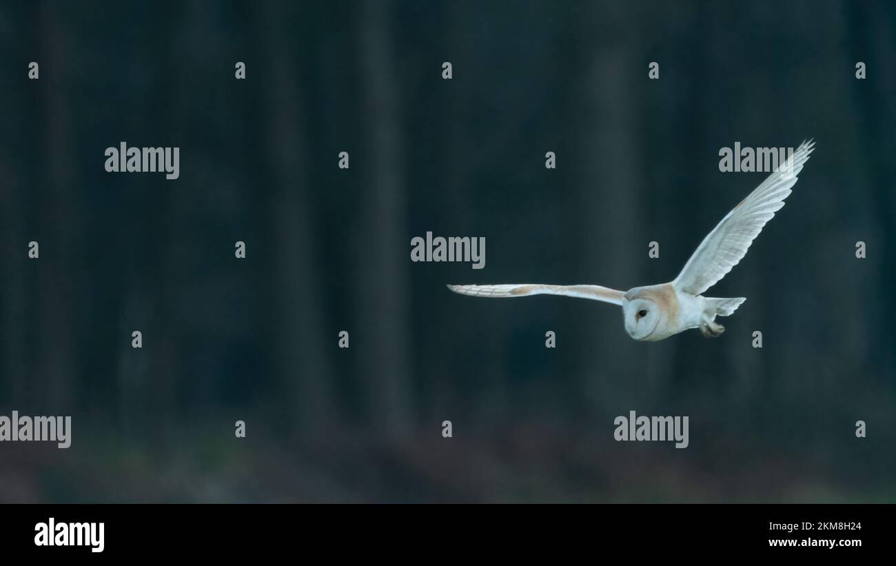 Gufo di fienile (Tyto alba) che vola al crepuscolo, Norfolk, Regno Unito. Foto Stock