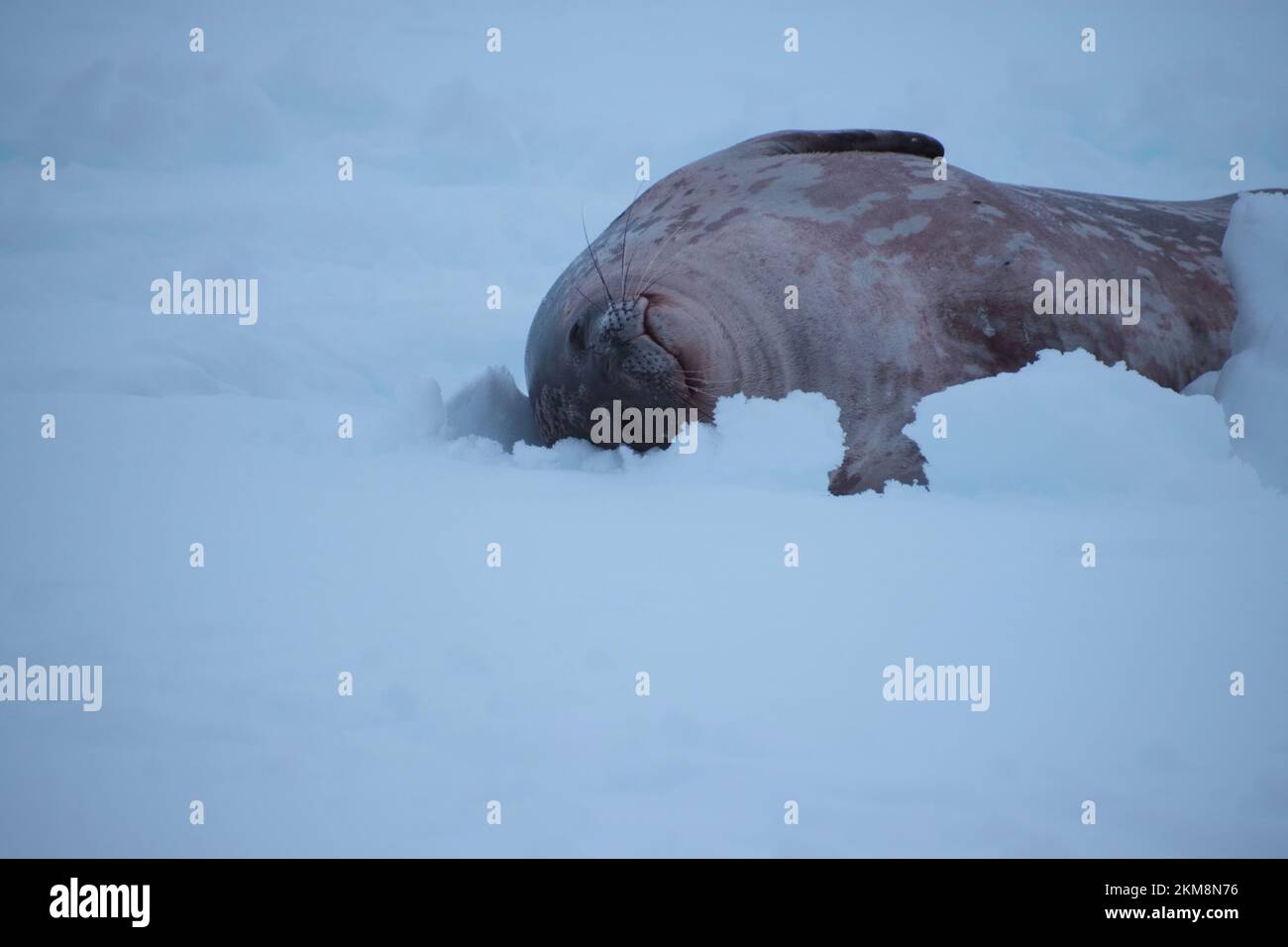 Weddell foca relax nella neve Sumer. Questo è il porto di Mikkelsen, Trinity Island, parte dell'arcipelago Palmer, Antartide. Foto Stock