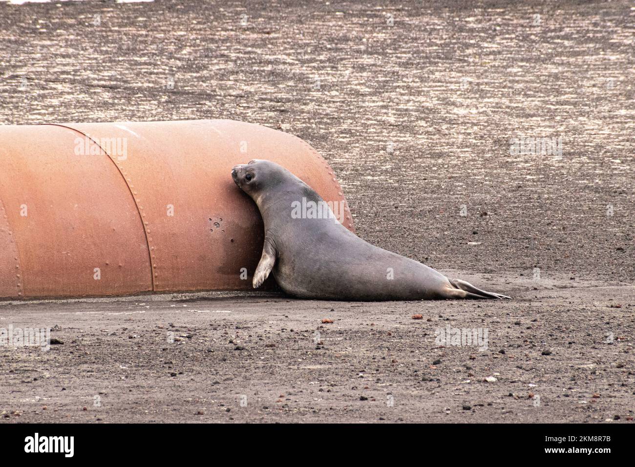 Una foca di elefante meridionale sta riposando accanto a un barile di metallo sull'Isola dell'inganno in Antartide. Foto Stock