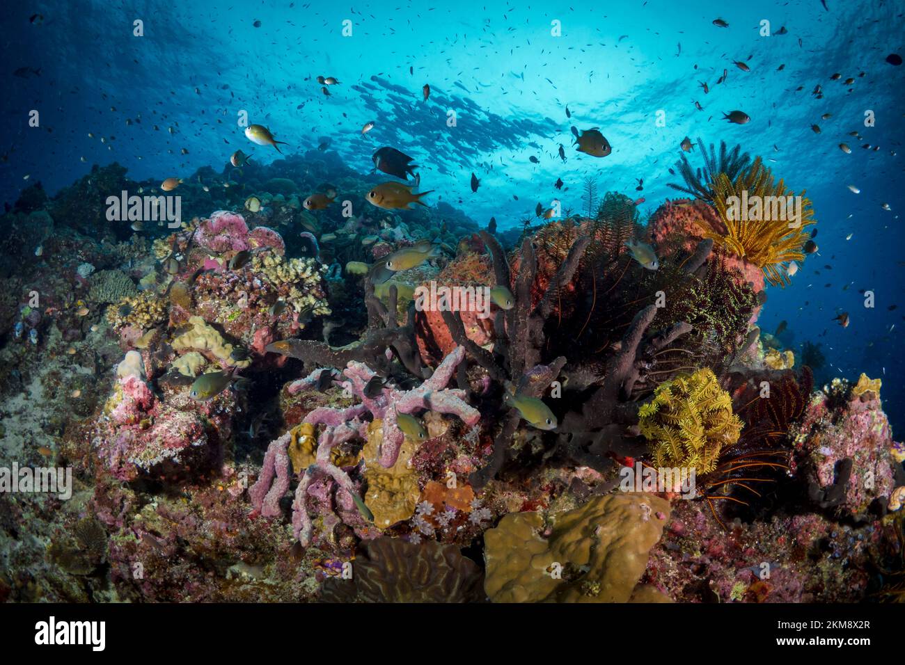 Barriera corallina colorata in acque tropicali Foto Stock