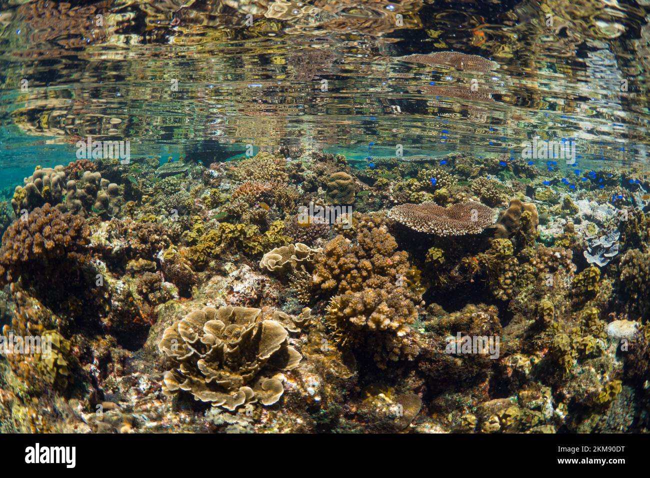 Barriera corallina dura e super sana nell'Indo Pacifico, ricca di biodiversità e molte specie marine Foto Stock