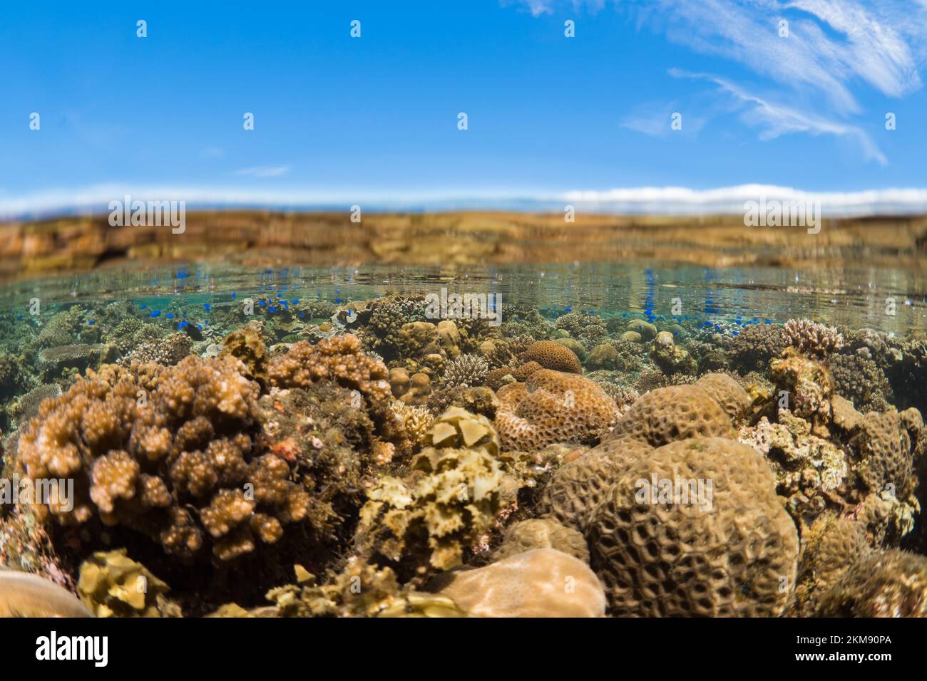 Barriera corallina dura e super sana nell'Indo Pacifico, ricca di biodiversità e molte specie marine Foto Stock