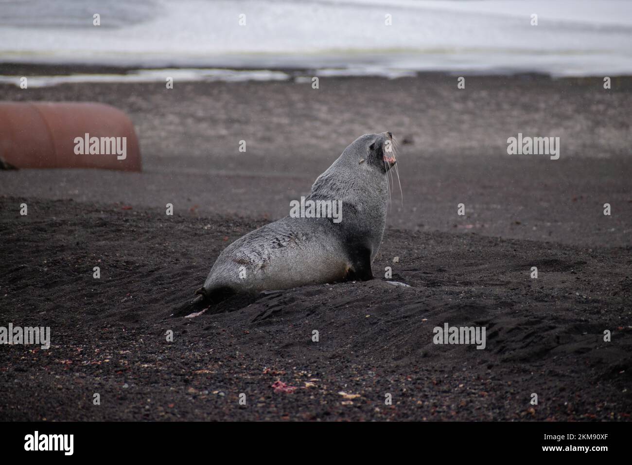 Una foca di pelliccia antartica maschile si sta rilassando intorno a Deception Island, nelle Isole Shetland meridionali. Foto Stock