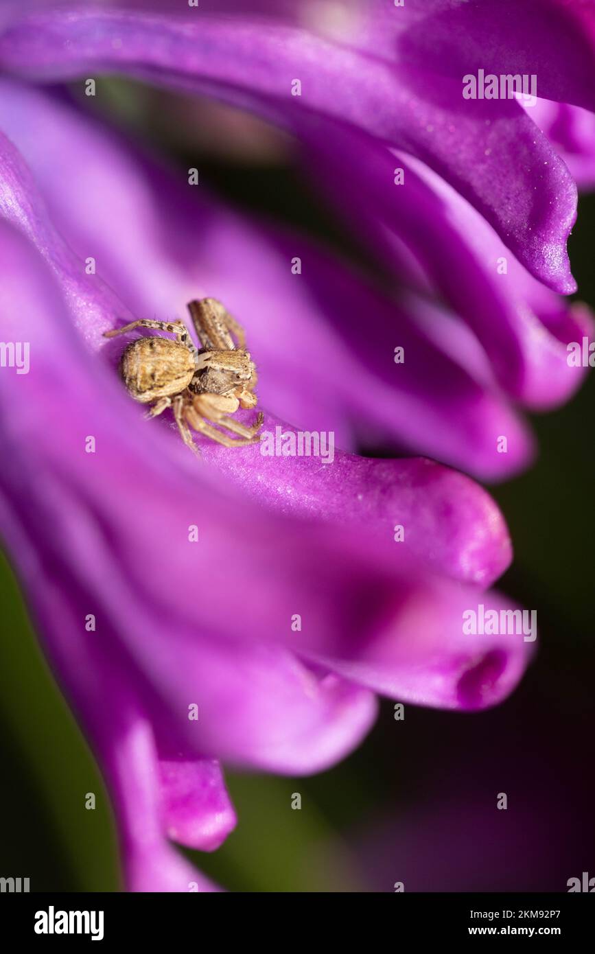Ragno di granchio (Xysticus) su giacinto Foto Stock