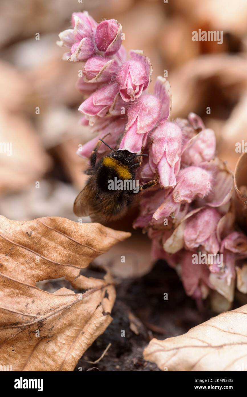 Bumble Bee a coda di buff che si nutre di Lathraea squamaria, l'orticaria comune Foto Stock