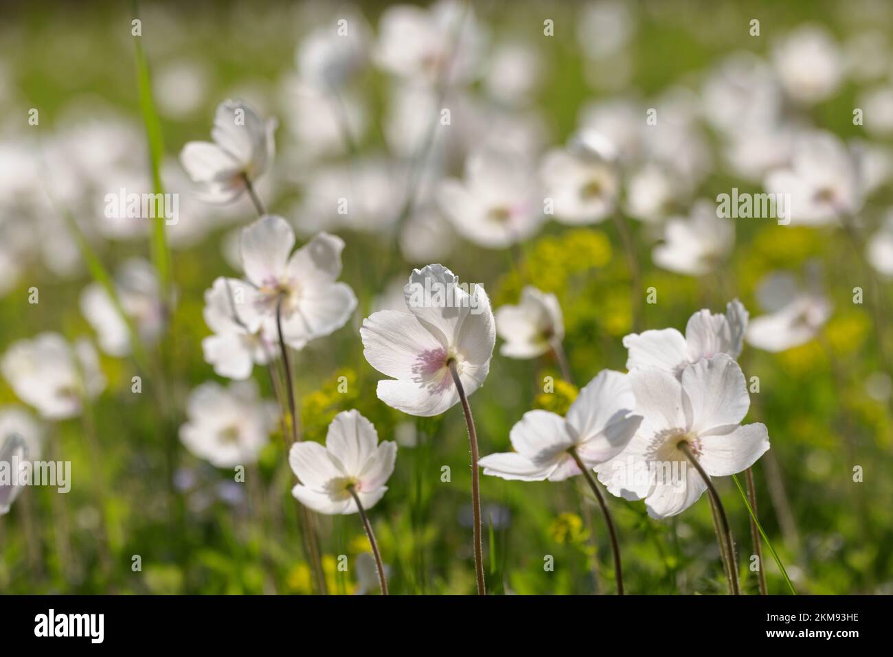 Grande stand di fiore di neve (Anemone sylvestris) in Baviera in primavera Foto Stock