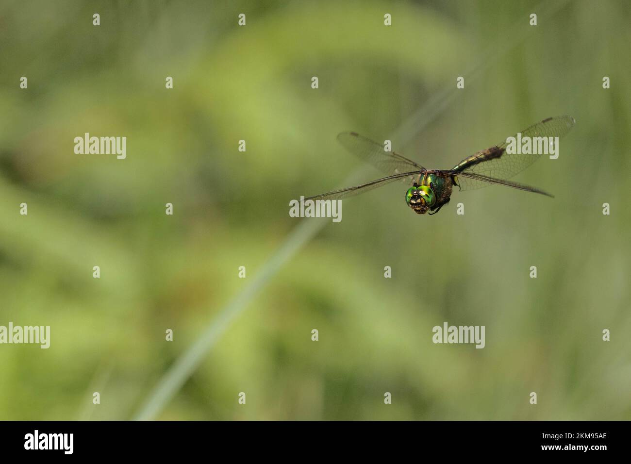 Una brillante libellula smeraldo che sorvola un lago in Baviera Foto Stock