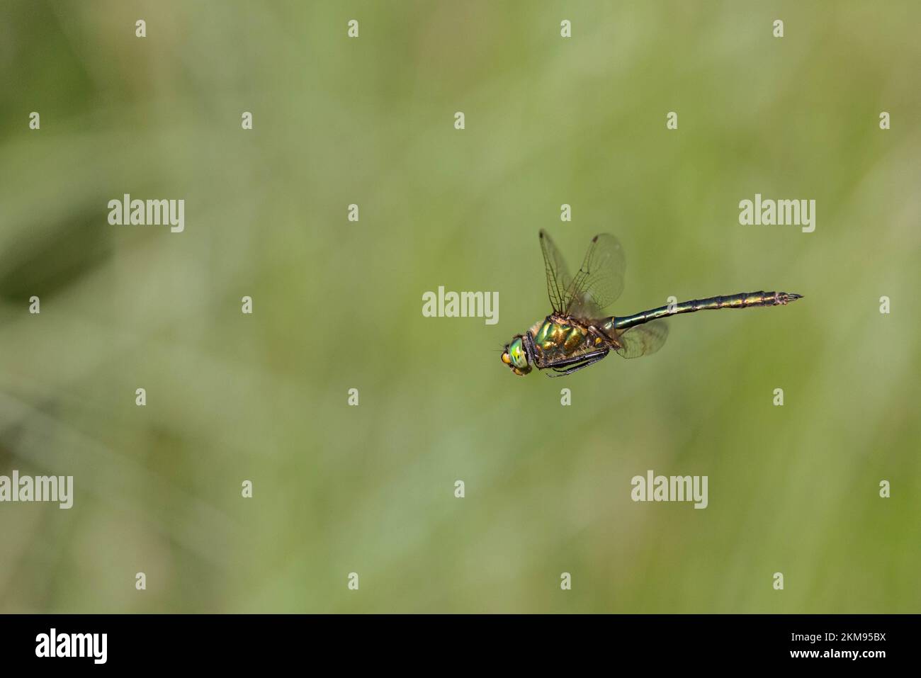 Una brillante libellula smeraldo che sorvola un lago in Baviera Foto Stock