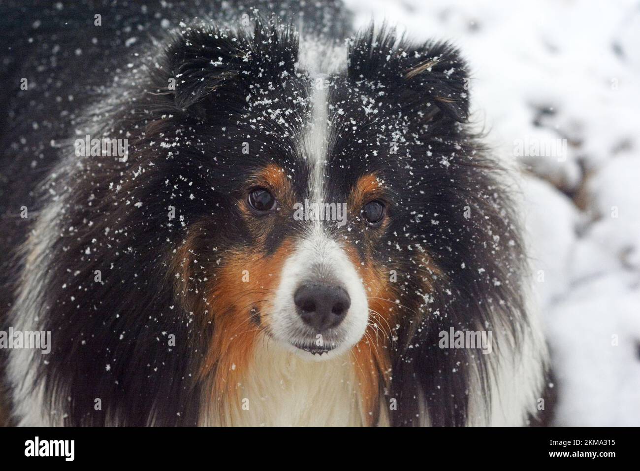 Bella Shetland Sheepdog (sheltie) nella neve coperta di fiocchi di neve e guardando nella telecamera. Tricromia, uomo adulto. Foto Stock