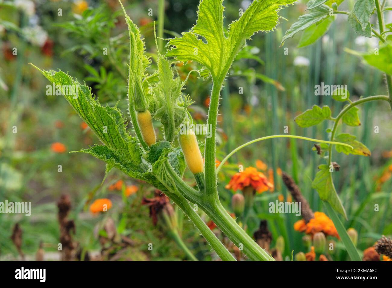 Zucca che cresce nel giardino rustico. Foglia verde in agricoltura e raccolta. Vegetali crescenti in casa. Foto Stock