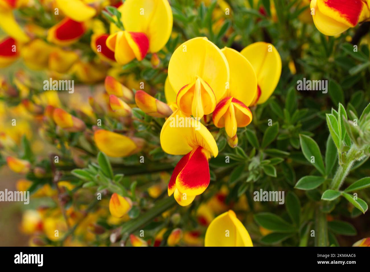 Vibranti scotch piante di scotch a Bloom a Ushuaia, Argentina. In piena fioritura con ricche sfumature di giallo e rosso. Foto Stock