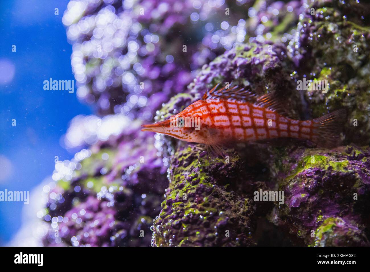 Splendido pesce colorato primo piano. Foto subacquea Foto Stock