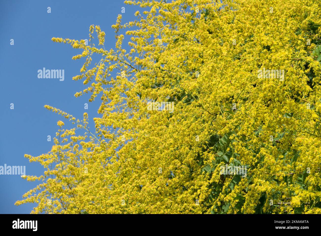 Orgoglio di fioritura dell'albero dell'India, paniculata di Koelreuteria, albero di Goldenrain in piena fioritura Foto Stock