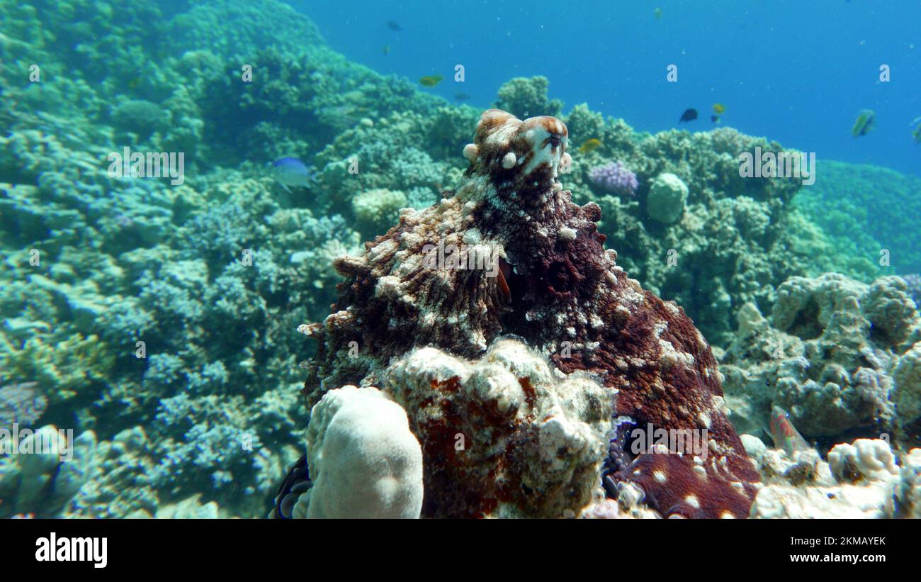 Polipo blu grande (Octopus cyanea) Octopus. Big Blue Octopus sulla barriera corallina del Mar Rosso. Il polipo di cianea, conosciuto anche come il polipo Blu Grande o giorno . Foto Stock