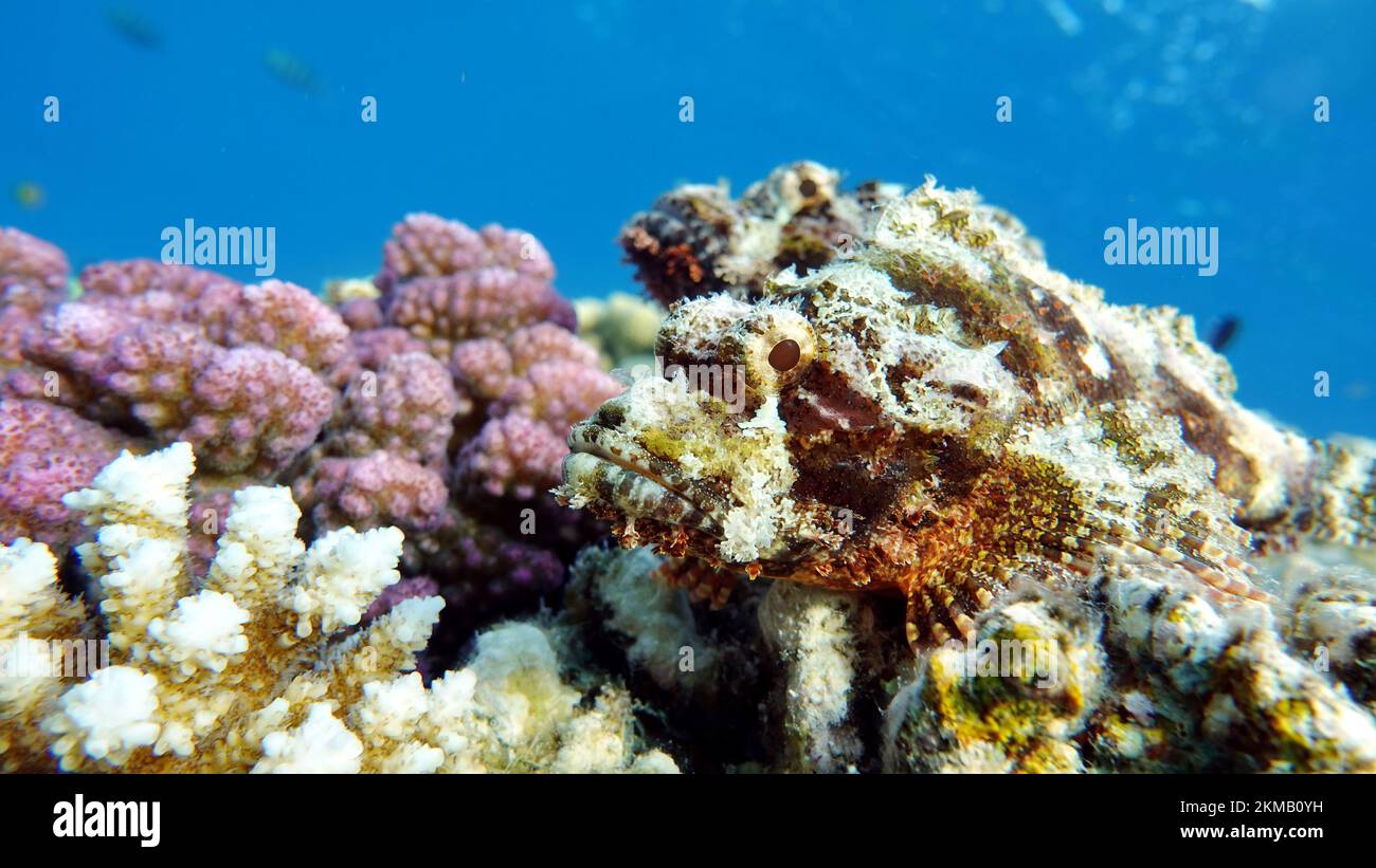 Scorfani assottonati. Pesce - un tipo di pesce osso Osteichthyes. Scorpaenidae. Scorpenopsi a testa piatta. Foto Stock