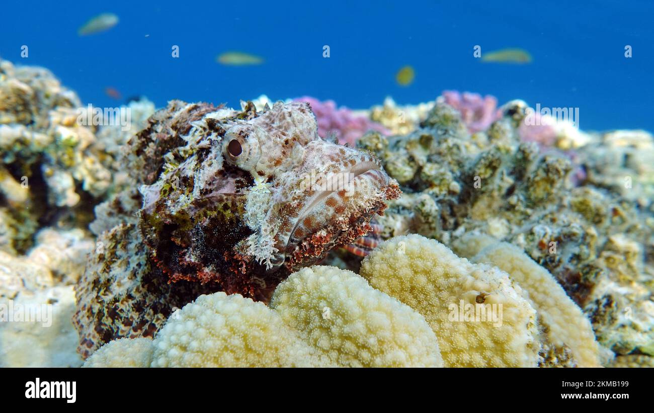 Scorfani assottonati. Pesce - un tipo di pesce osso Osteichthyes. Scorpaenidae. Scorpenopsi a testa piatta. Foto Stock