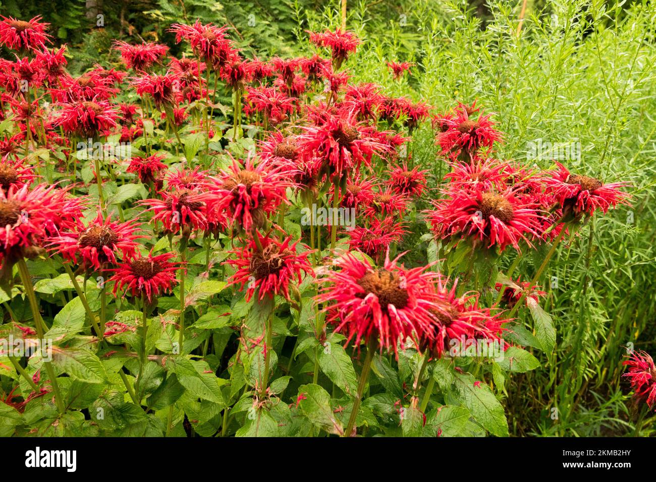 Monarda Cambridge Scarlet, teste di fiori in giardino Foto Stock