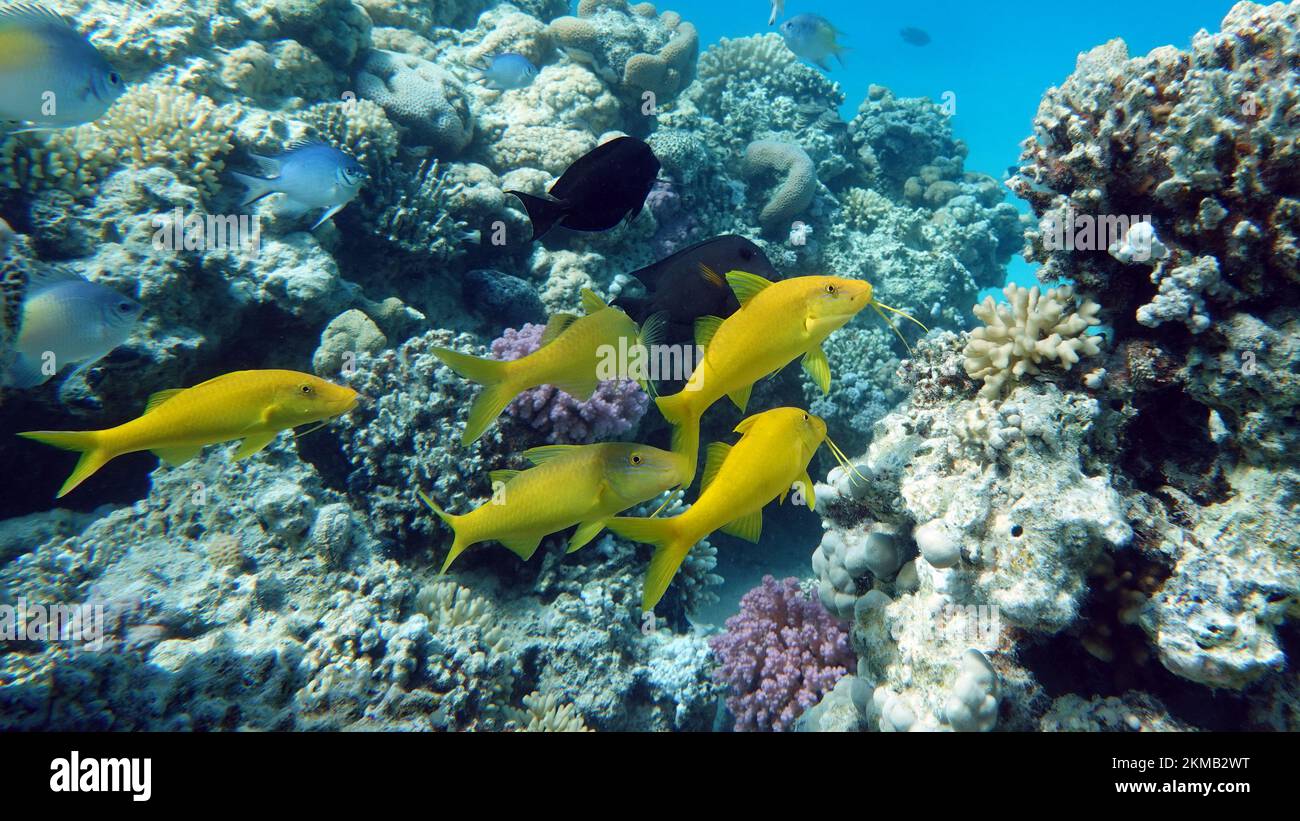 Pesci tropicali colorati su una barriera corallina, un mondo di favole incredibilmente bello. Nei giardini di corallo del Mar Rosso. Foto Stock