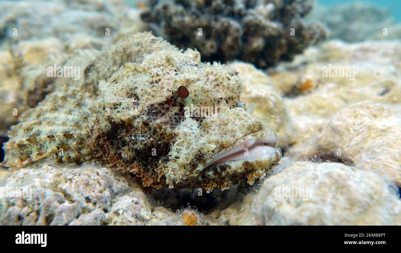 Scorfani assottonati. Pesce - un tipo di pesce osso Osteichthyes. Scorpaenidae. Scorpenopsi a testa piatta. Foto Stock