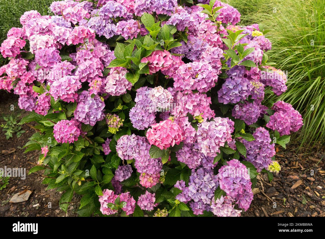 Mophead hydrangea, Bigleaf hydrangea, French hydrangea, Hydrangea macrophylla, Hydrangea, Ortensia, Giardino, pianta, fioritura, arbusto Foto Stock