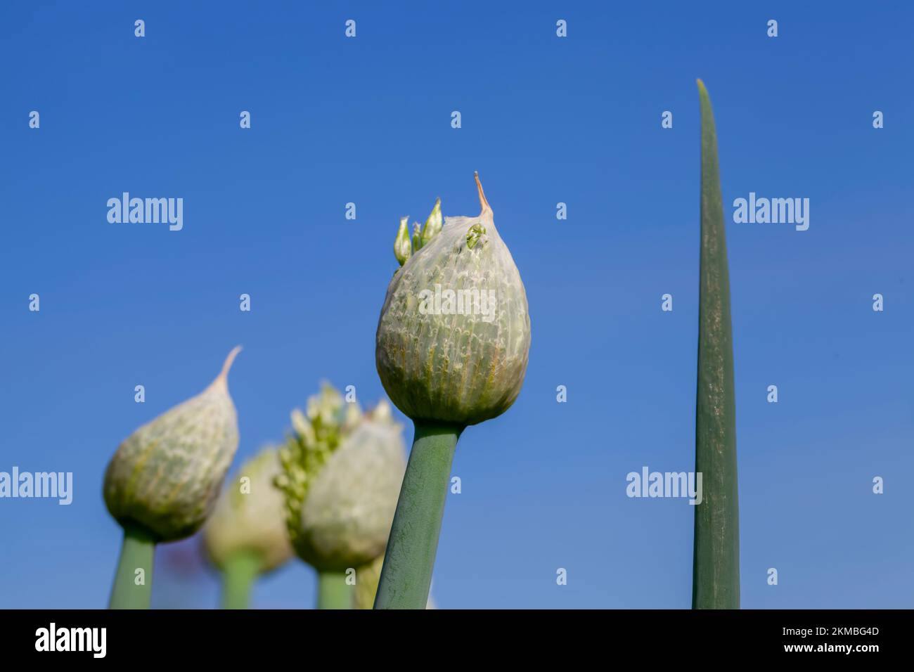 l'aglio fiorisce in estate, ottenendo semi per una nuova raccolta di aglio Foto Stock