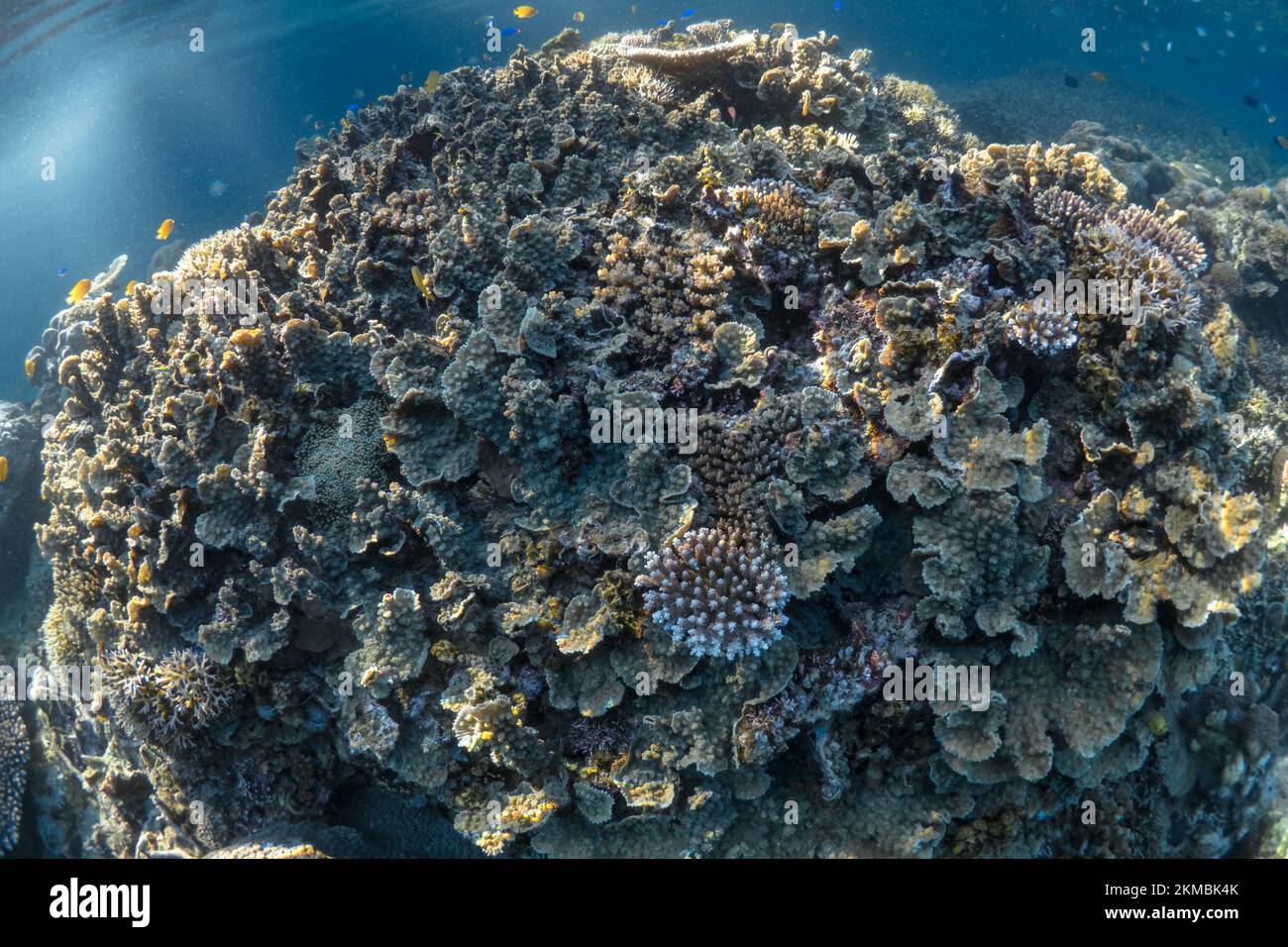 Incontaminato e sano giardino di corallo duro sulla barriera corallina poco profonda nell'Indo-pacifico Foto Stock