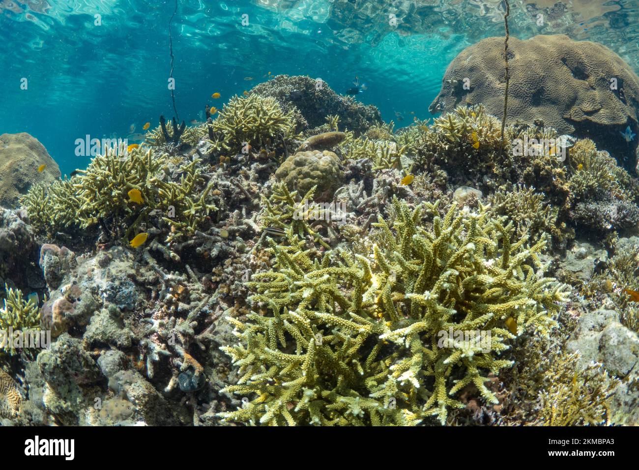 Incontaminato e sano giardino di corallo duro sulla barriera corallina poco profonda nell'Indo-pacifico Foto Stock