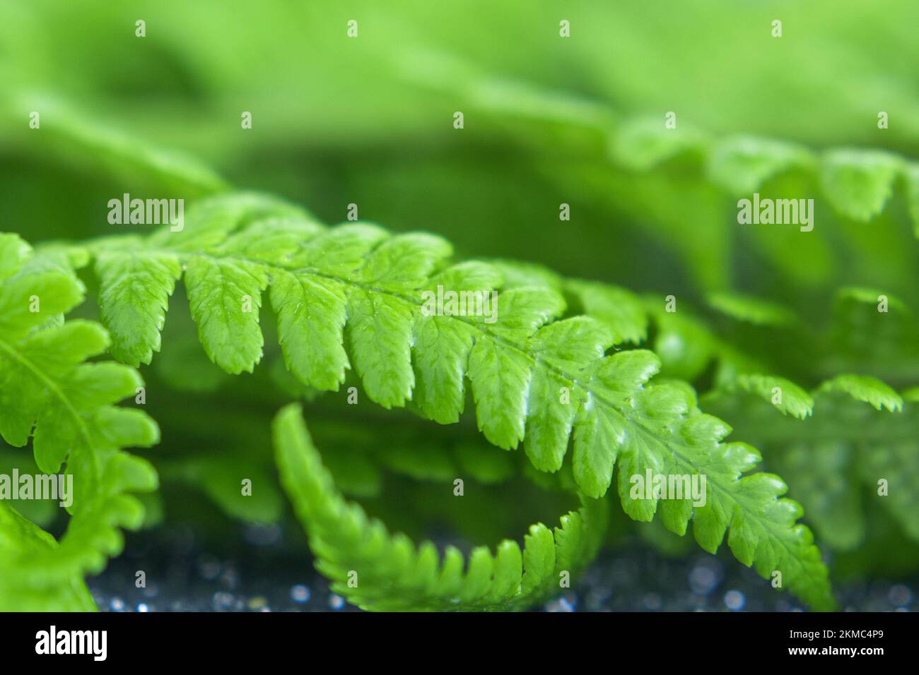 Giovani foglie di felce primo piano. Messa a fuoco selettiva. Piante tropicali. Spazio di copia Foto Stock