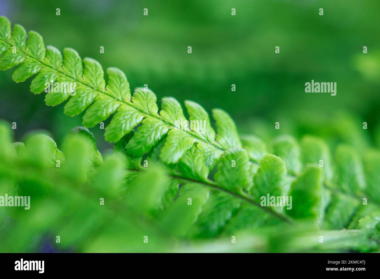 Giovani foglie di felce primo piano. Messa a fuoco selettiva. Piante tropicali. Spazio di copia Foto Stock