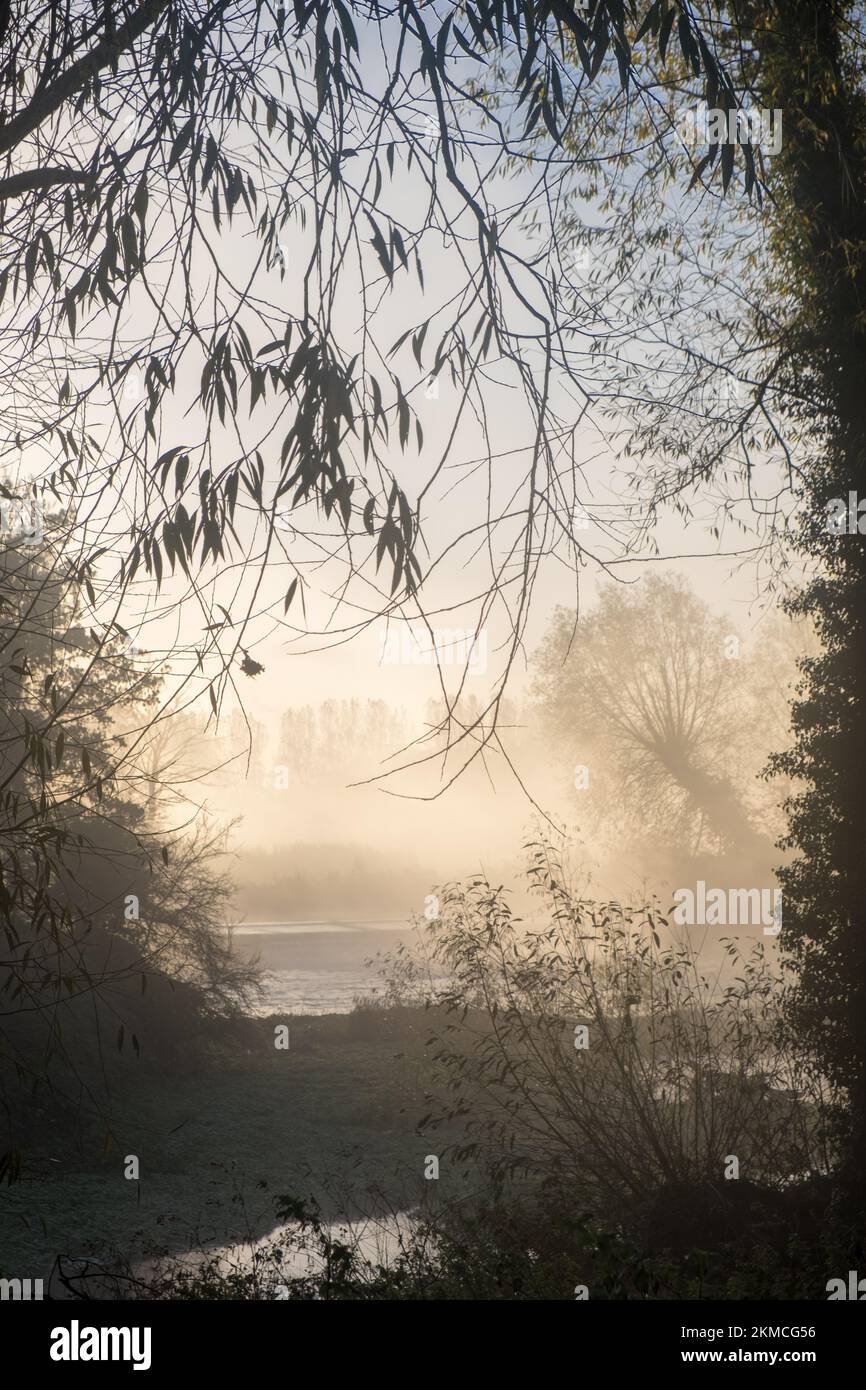 La prima ora del mattino si apre su una scena autunnale foschia e vistosa, incorniciata da silhouette degli alberi e della flora circostanti Foto Stock