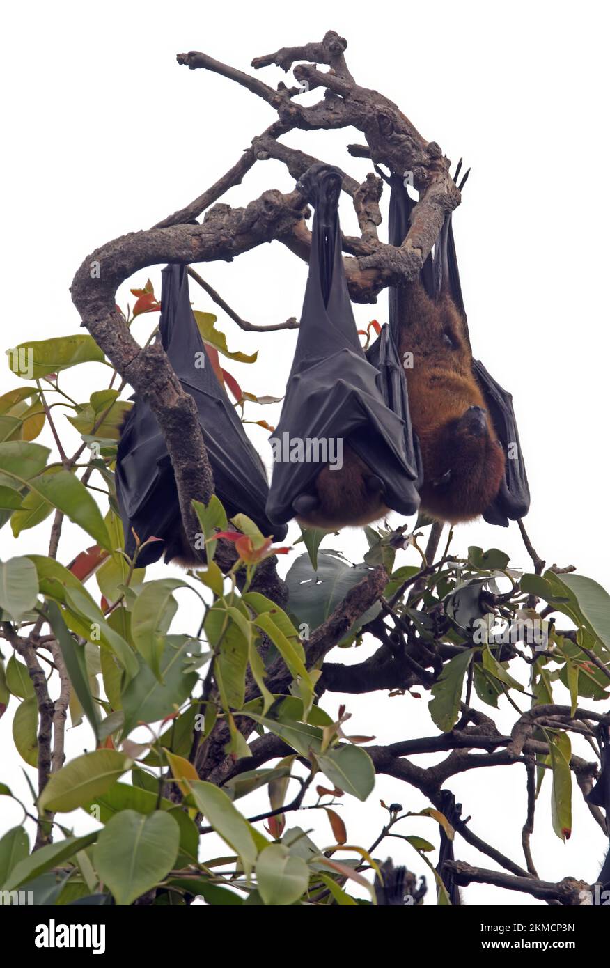 Volpe volante indiano (Pteropus giganteus) tre ruggito in Nepal albero superiore Febbraio Foto Stock