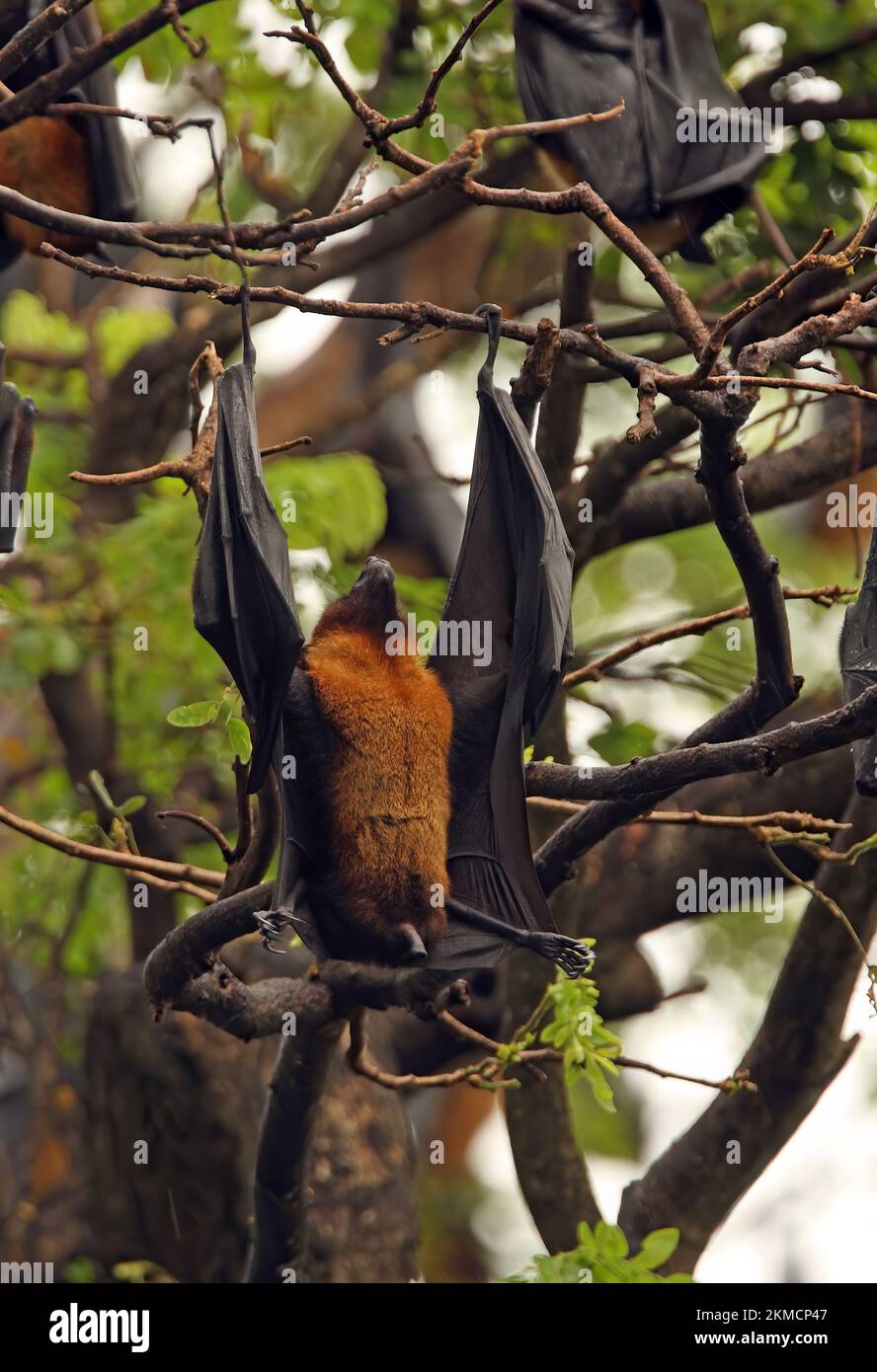 Volpe volante indiana (Pteropus giganteus) adulto al rostro, appeso in alto per defecare lo Sri Lanka Dicembre Foto Stock