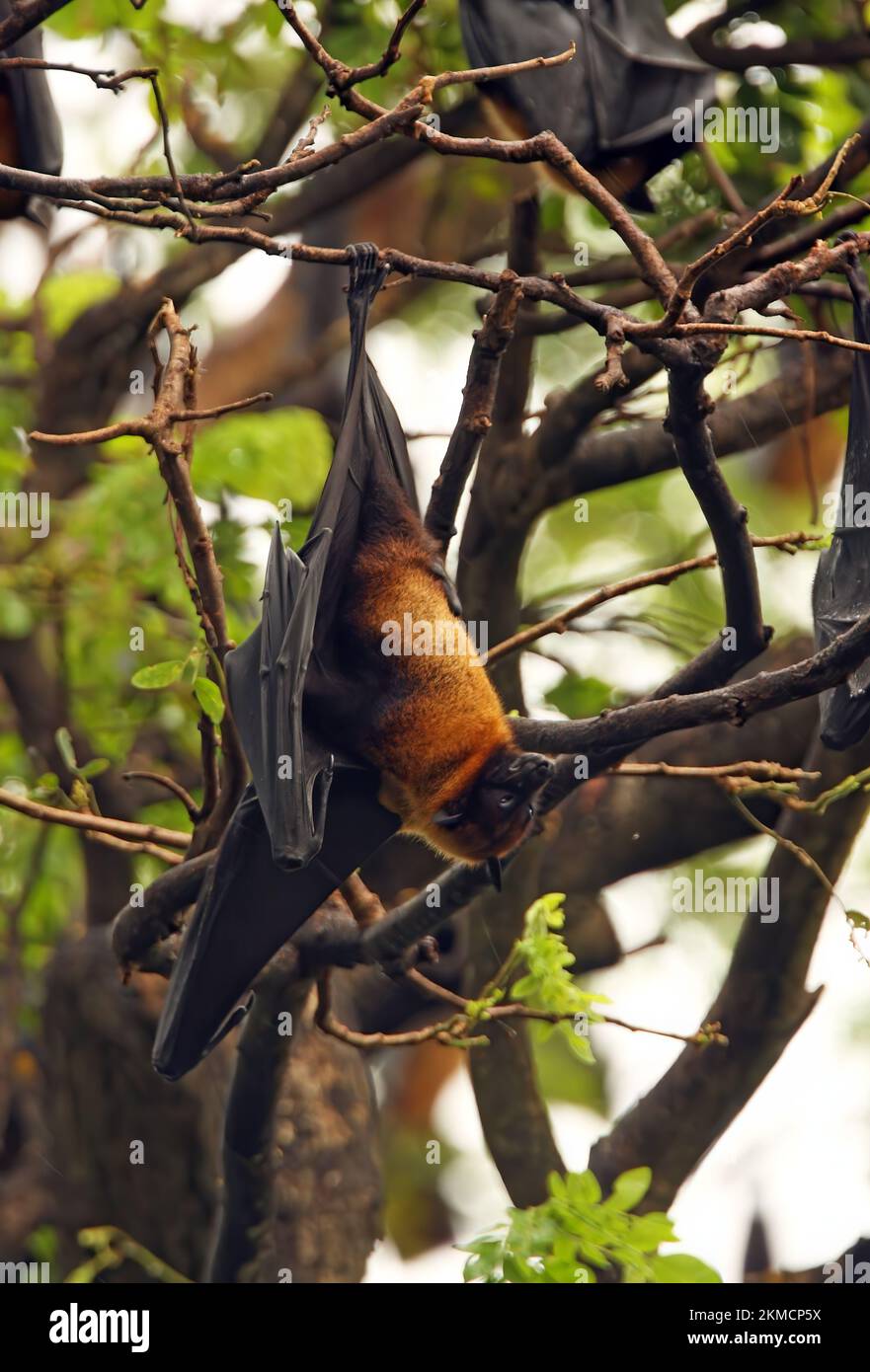 Indian Flying Fox (Pteropus giganteus) adulti maschi al ruggito che si estende Sri Lanka Dicembre Foto Stock