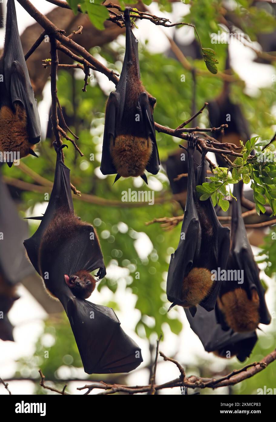 Volpe indiana (Pteropus giganteus) adulti ruggito con un'ala di lavaggio Sri Lanka Dicembre Foto Stock