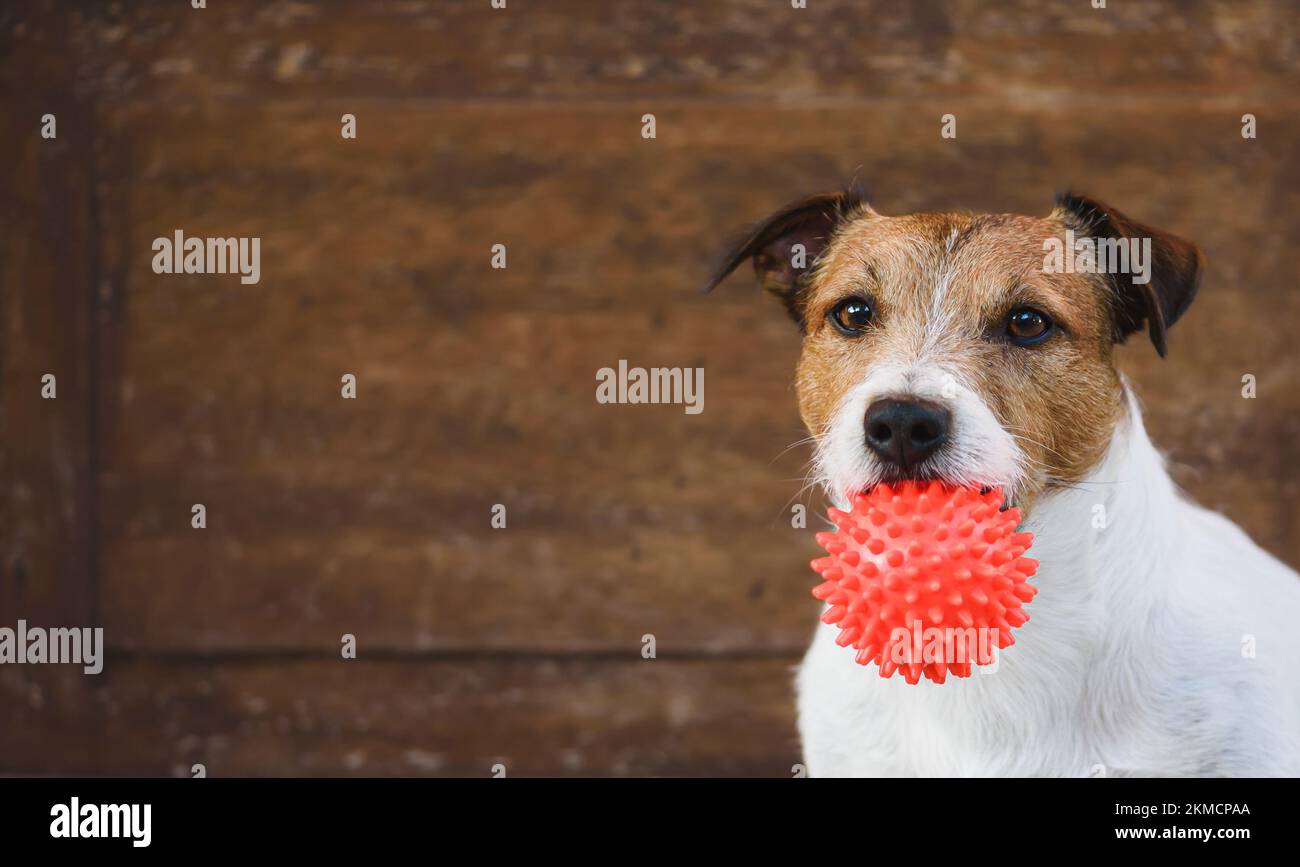 Cane che tiene la sfera del giocattolo dell'animale domestico su sfondo di legno Foto Stock