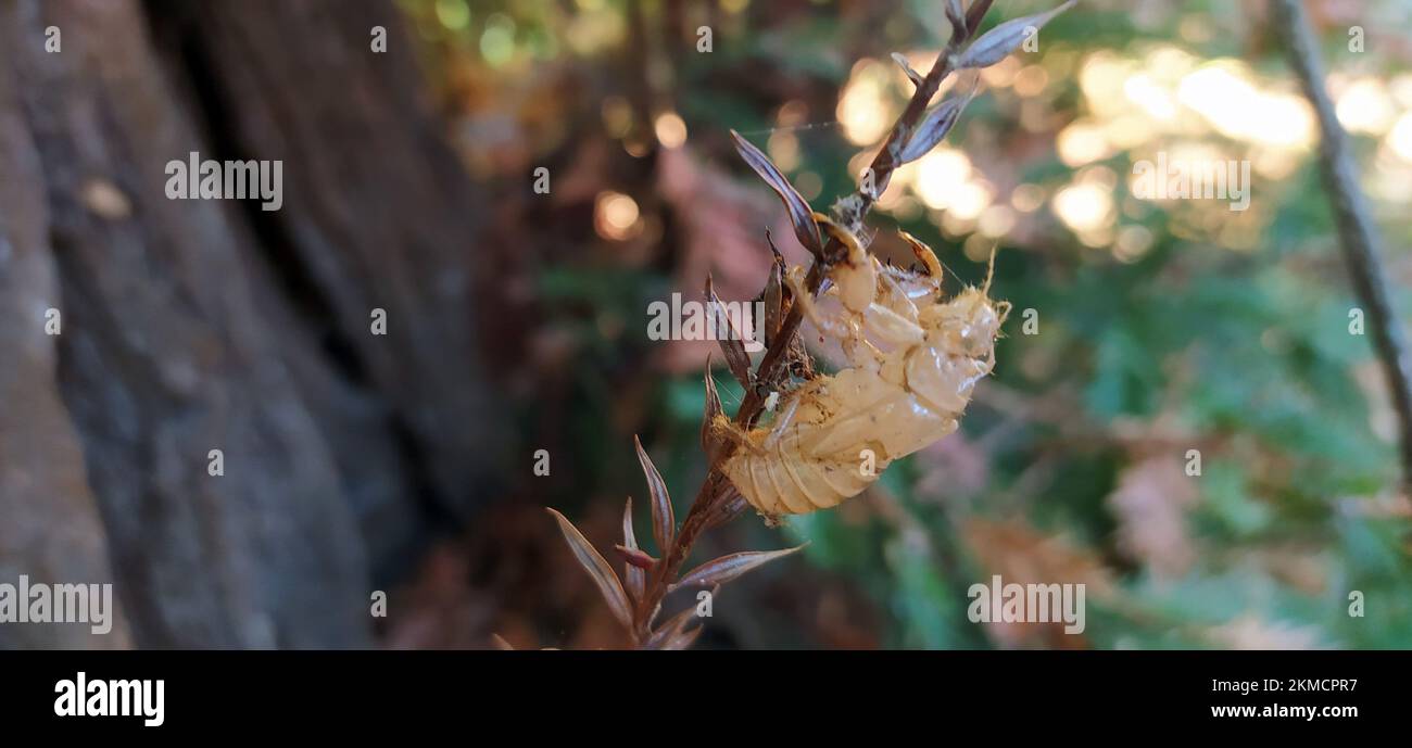 Fossile di insetto di scarafaggio essiccato su un ramo nel selvaggio Foto Stock