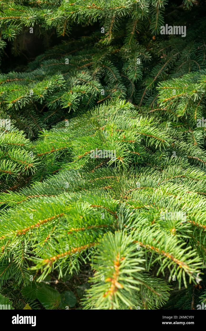 Sfondo di rami di un albero di Natale. Capodanno, Natale umore dell'avvento della festa Foto Stock