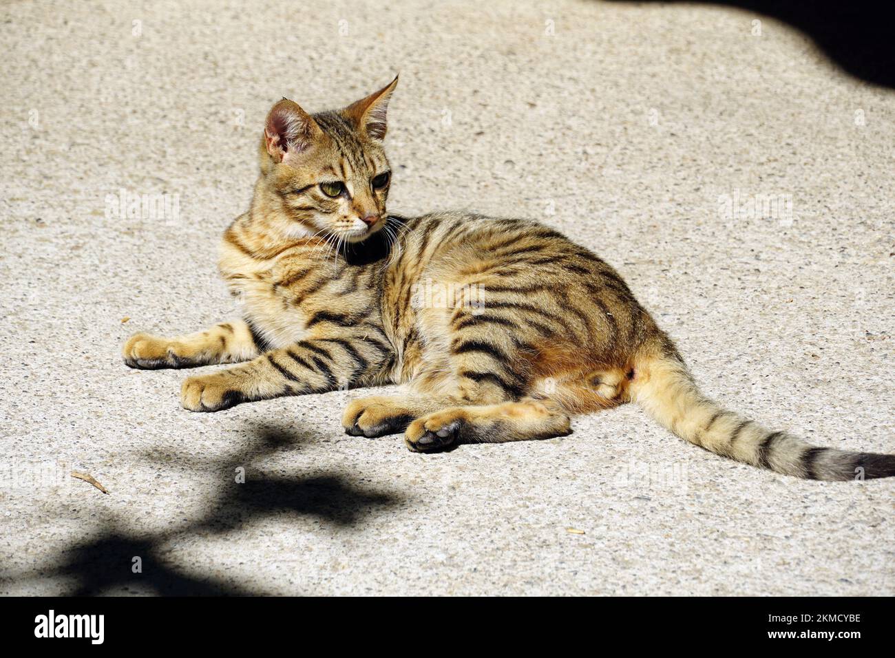 Gatto domestico o gatto della casa, Hauskatze, chat domestique, Felis silvestris catus, házi macska, Creta, Grecia, Europa Foto Stock