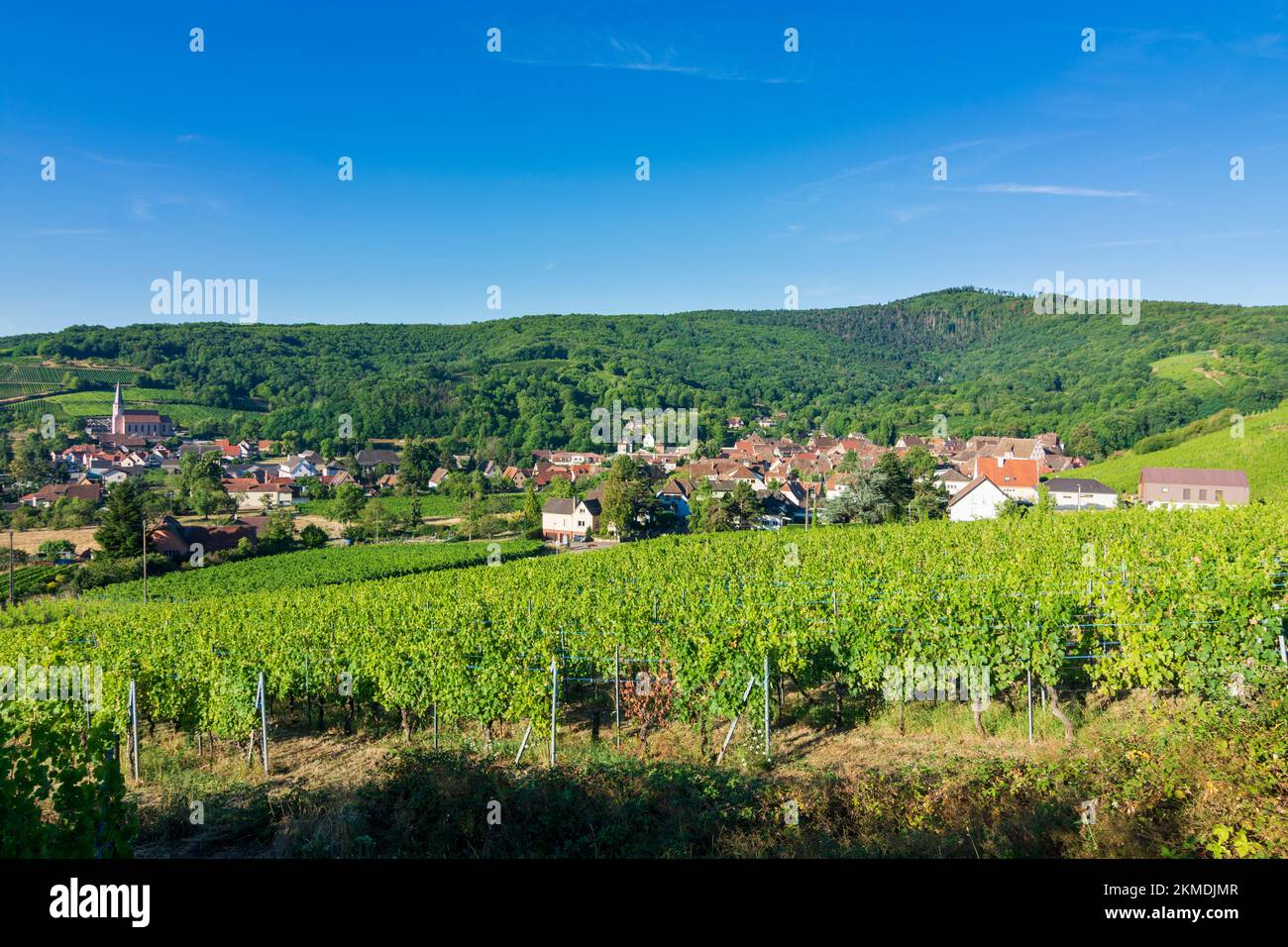 Andlau: Villaggio Andlau, vigneti, Vosgi Montagne in Alsazia (Elsass), basso Reno (Unterelsass), Francia Foto Stock