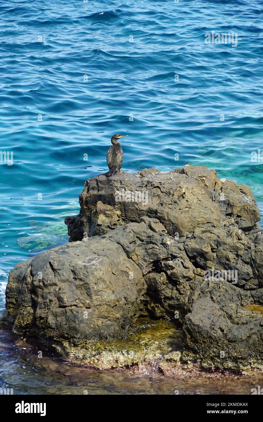 European shag, Krähenscharbe, Cormoran huppé, Gulosus aristotelis, üstökös kárókatona, Creta, Grecia, Europa Foto Stock