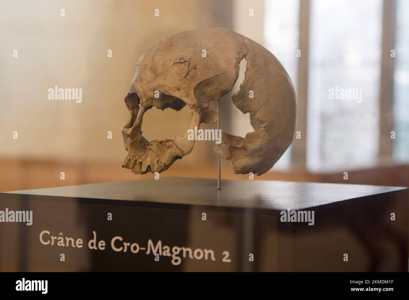 FRANCIA, DORDOGNE, PERIGORD NOIR, Les Eyzies de Tayac, Museo della Preistoria di Eyzies de Tayac, casting del cranio Cro-Magnon Foto Stock