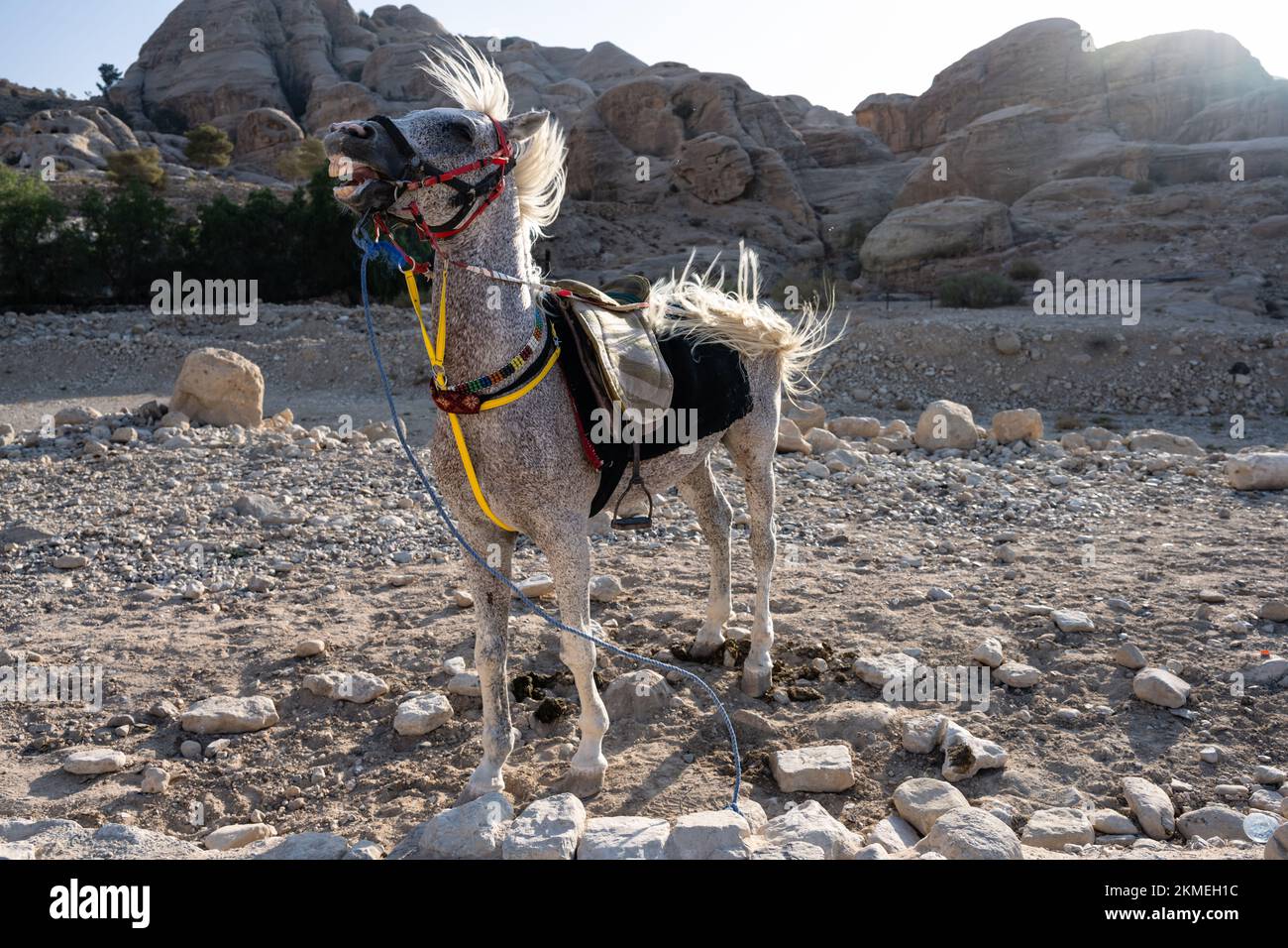 Cavallo Bianco Arabo, chiamato anche Grigio o Grigio a Petra, vicino a Wadi Musa, Giordania Foto Stock